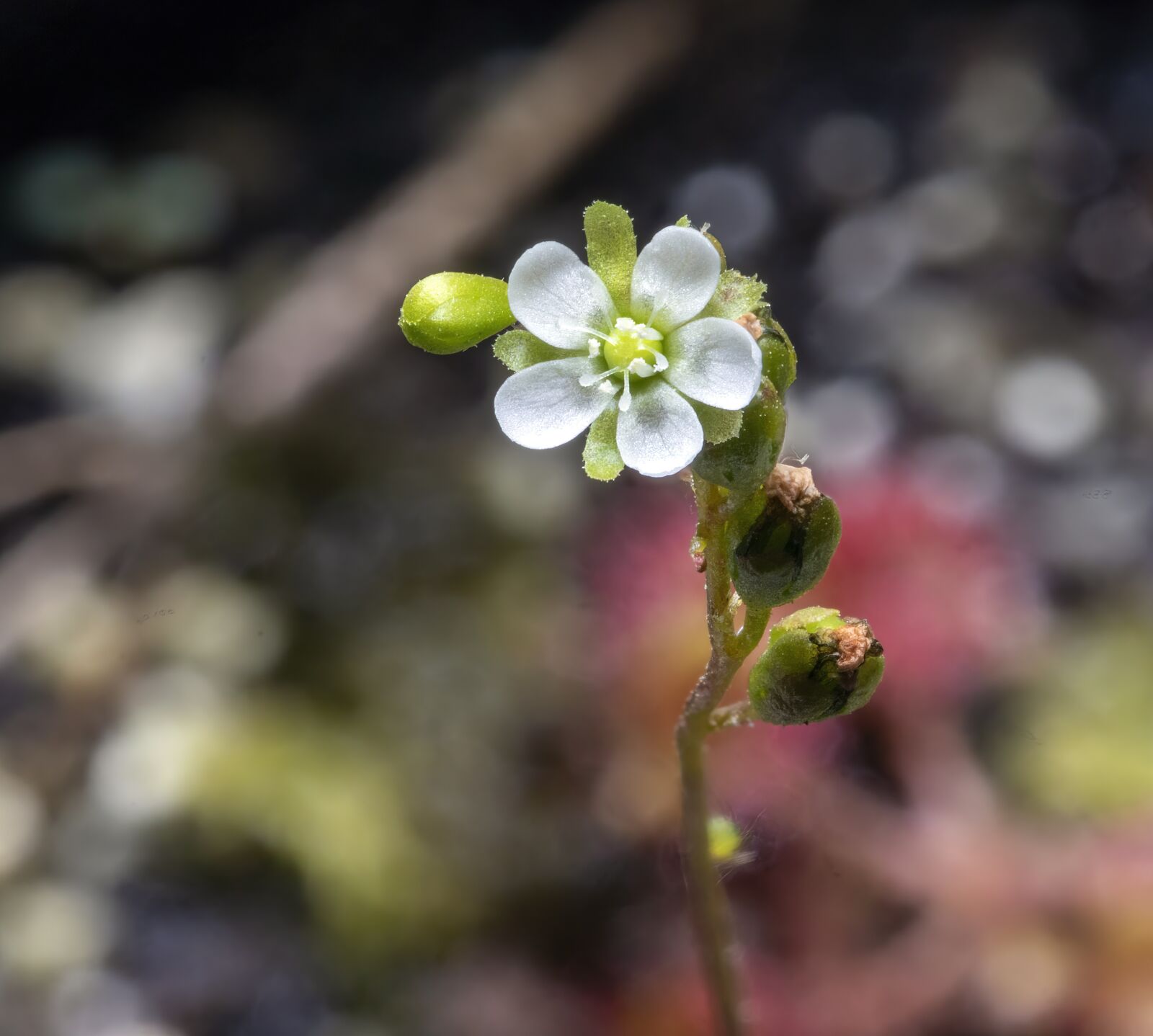 Canon EOS 800D (EOS Rebel T7i / EOS Kiss X9i) sample photo. Round-leaved sundew, wildflower, carnivorous photography