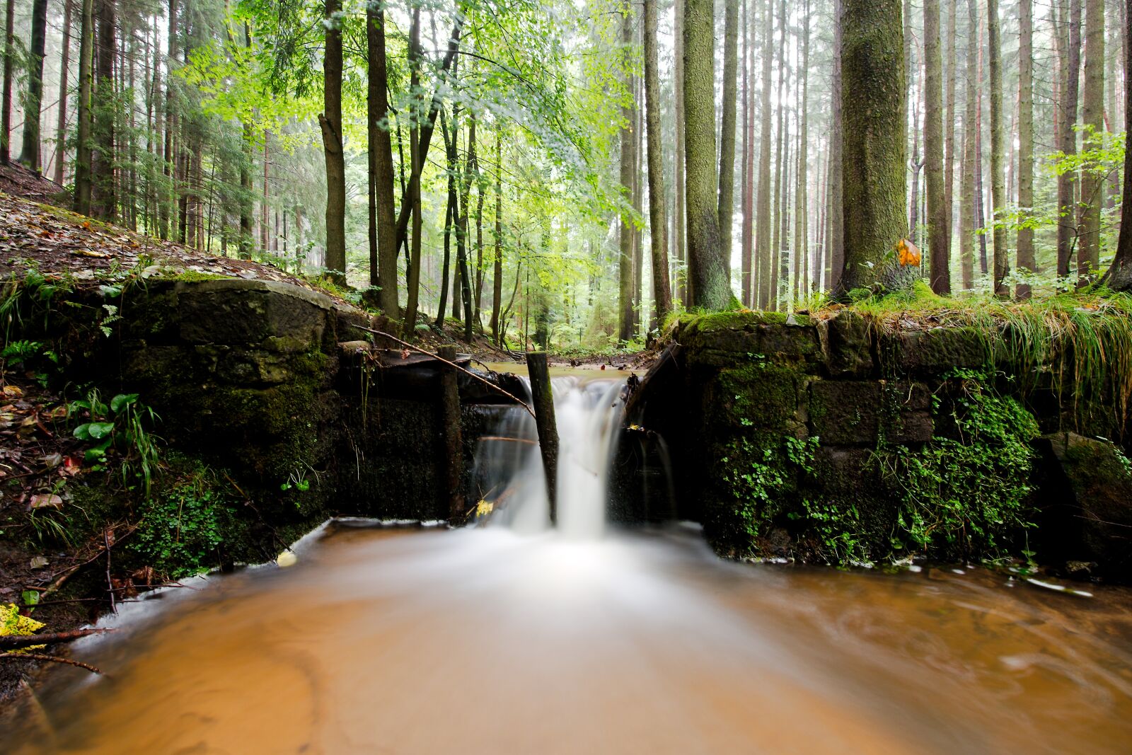 Canon EOS 6D sample photo. Wood, nature, tree photography
