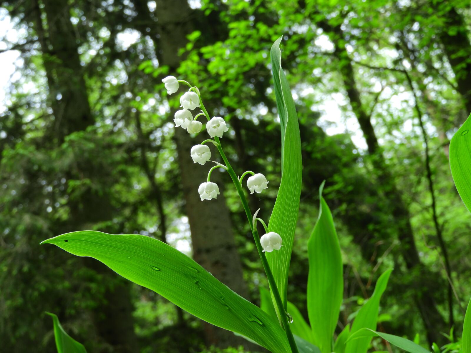 Nikon Coolpix B700 sample photo. Lily of the valley photography
