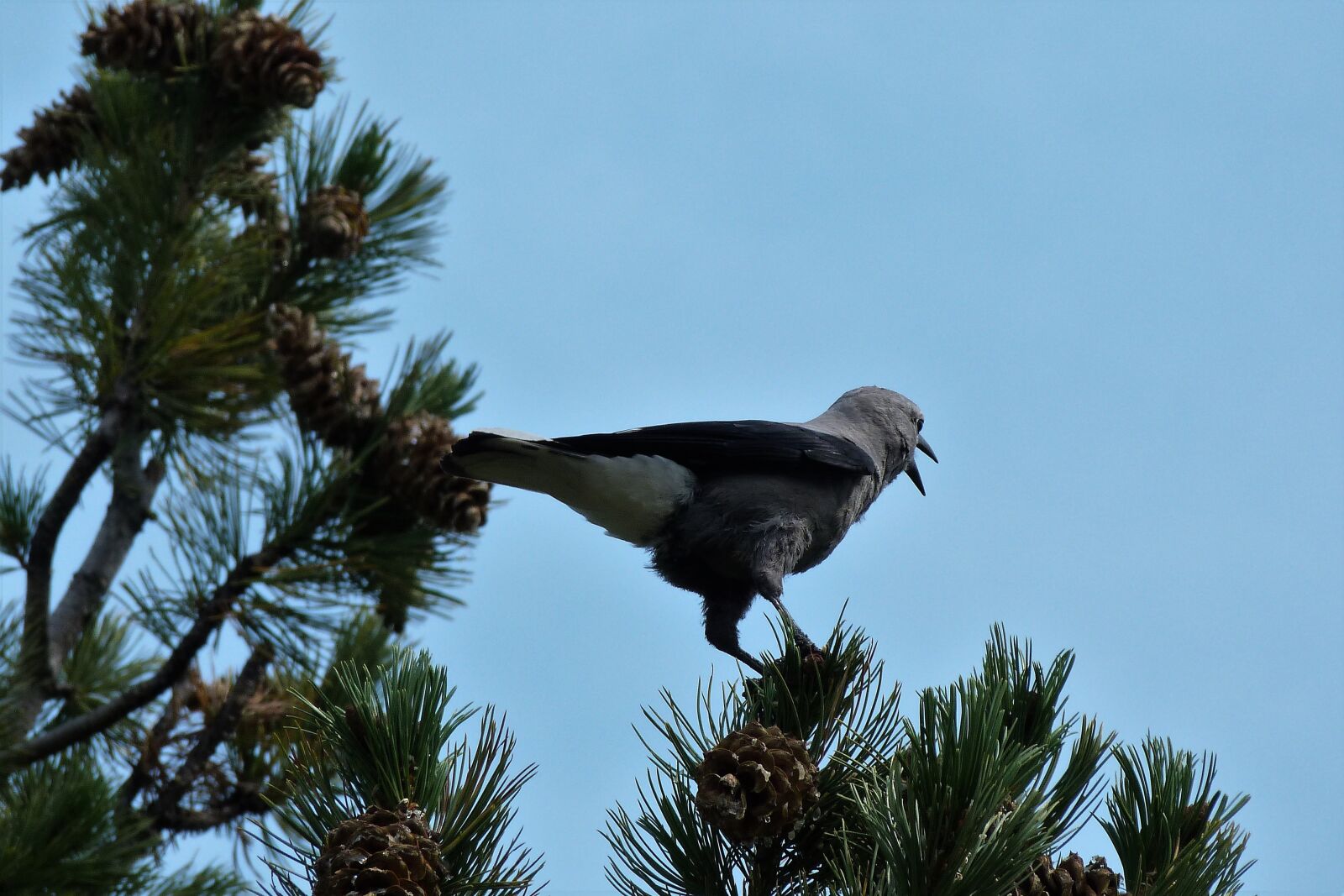 Panasonic Lumix DMC-FZ40 (Lumix DMC-FZ45) sample photo. Nature, bird, clark's photography