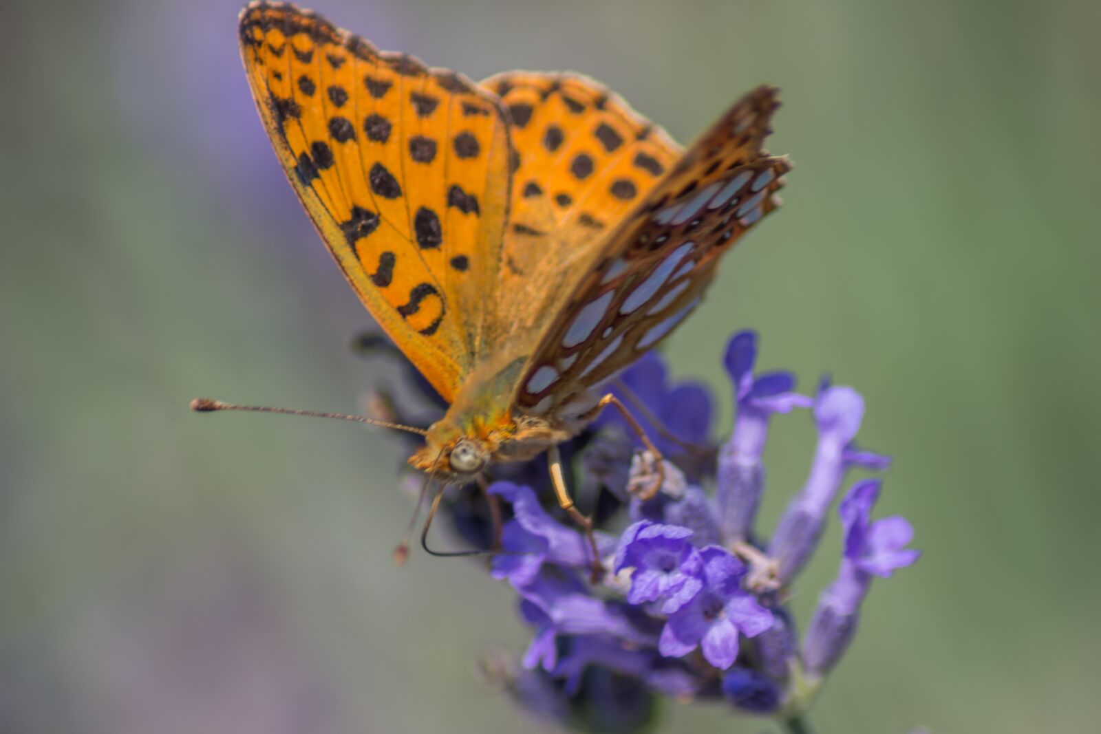 Nikon D7200 sample photo. Buterfly, lavender, macro photography