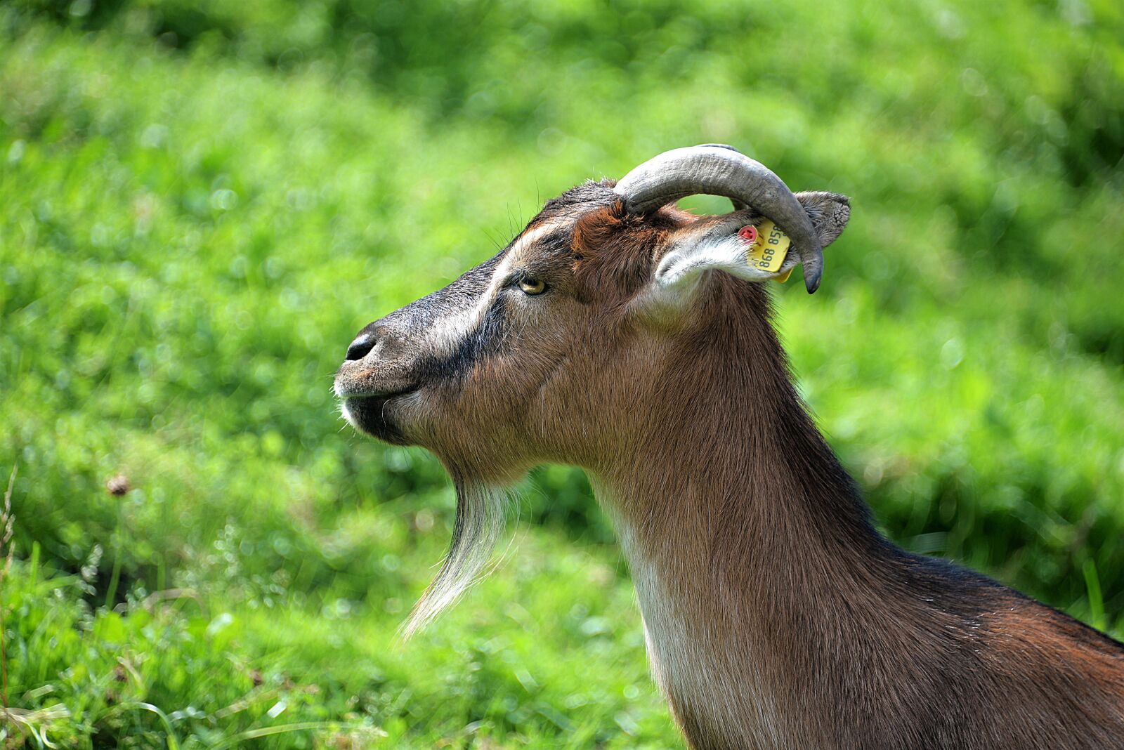 Nikon D610 sample photo. Goat, close up, domestic photography