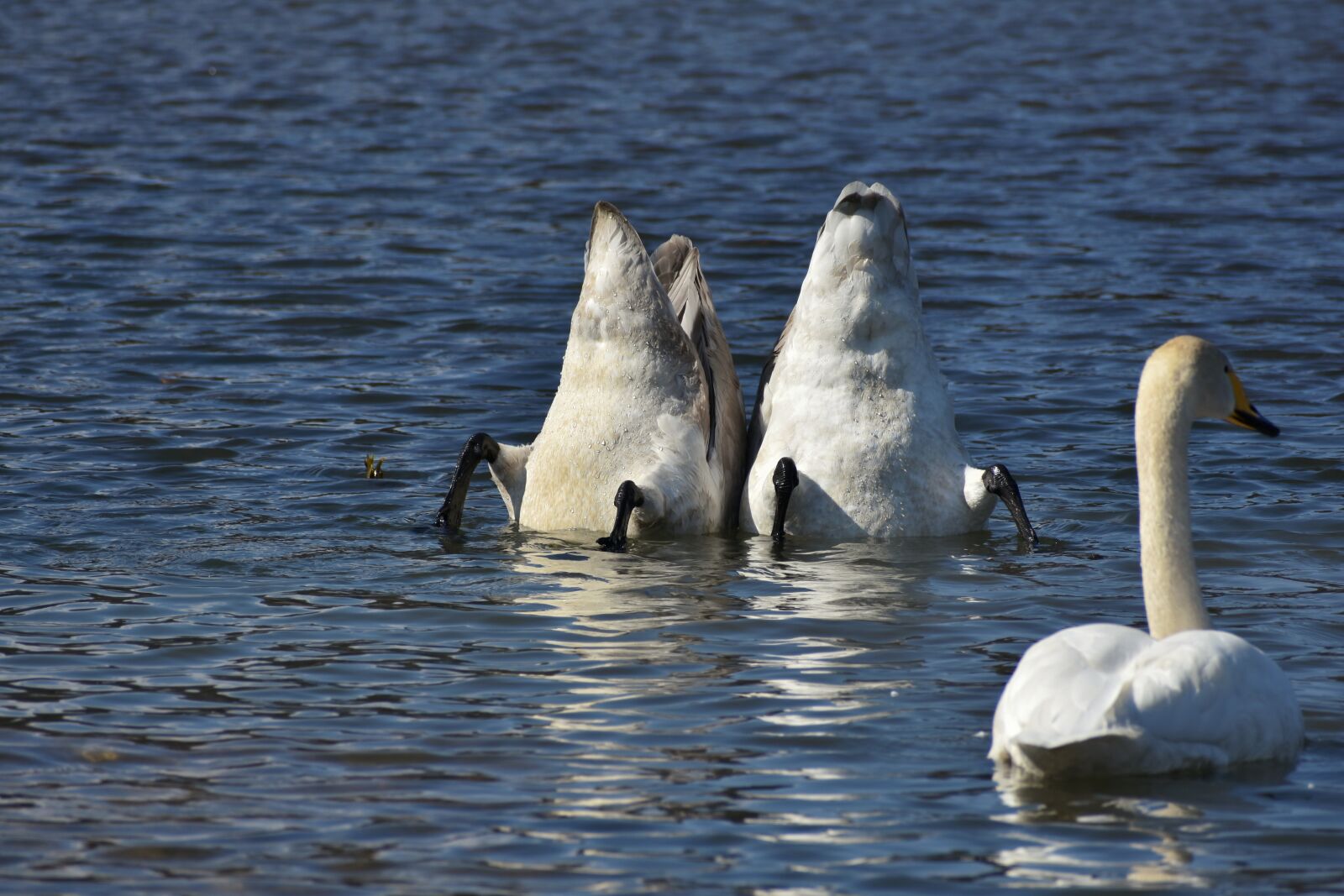 Nikon D7200 sample photo. Animal, lake, waterside photography