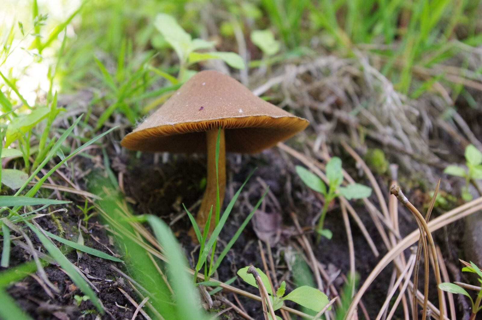 Pentax K-r sample photo. Mushroom, ground, fungi photography