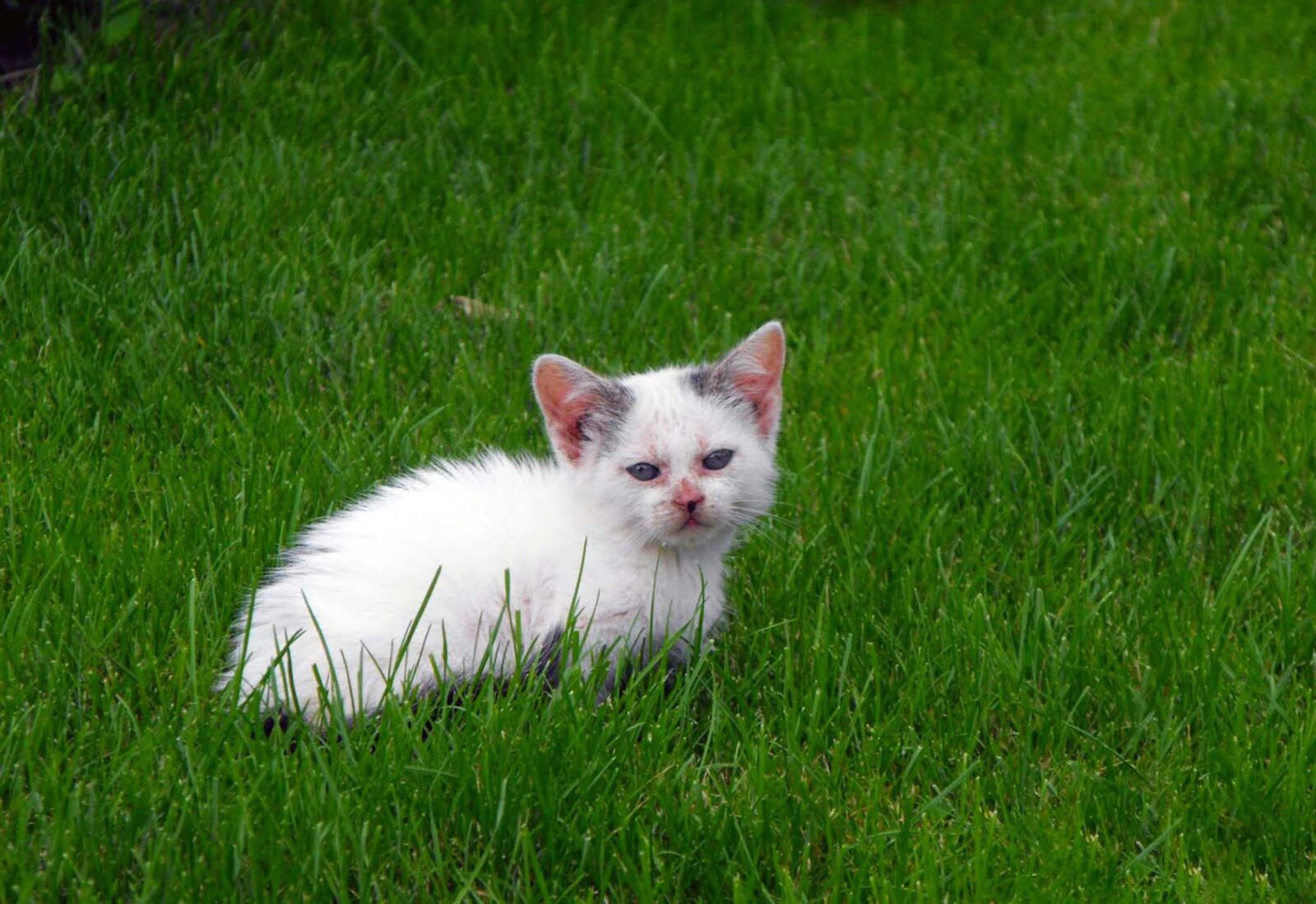 Fujifilm FinePix S1000fd sample photo. Cat, tomcat, kitten photography