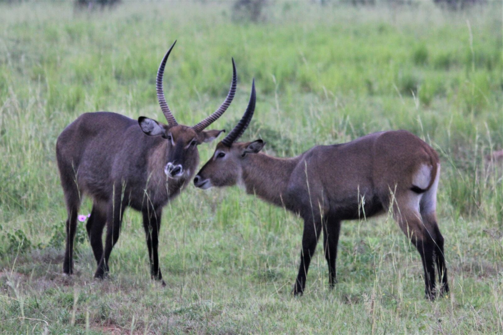 Canon EOS 60D sample photo. Waterbuck, uganda, murchison photography