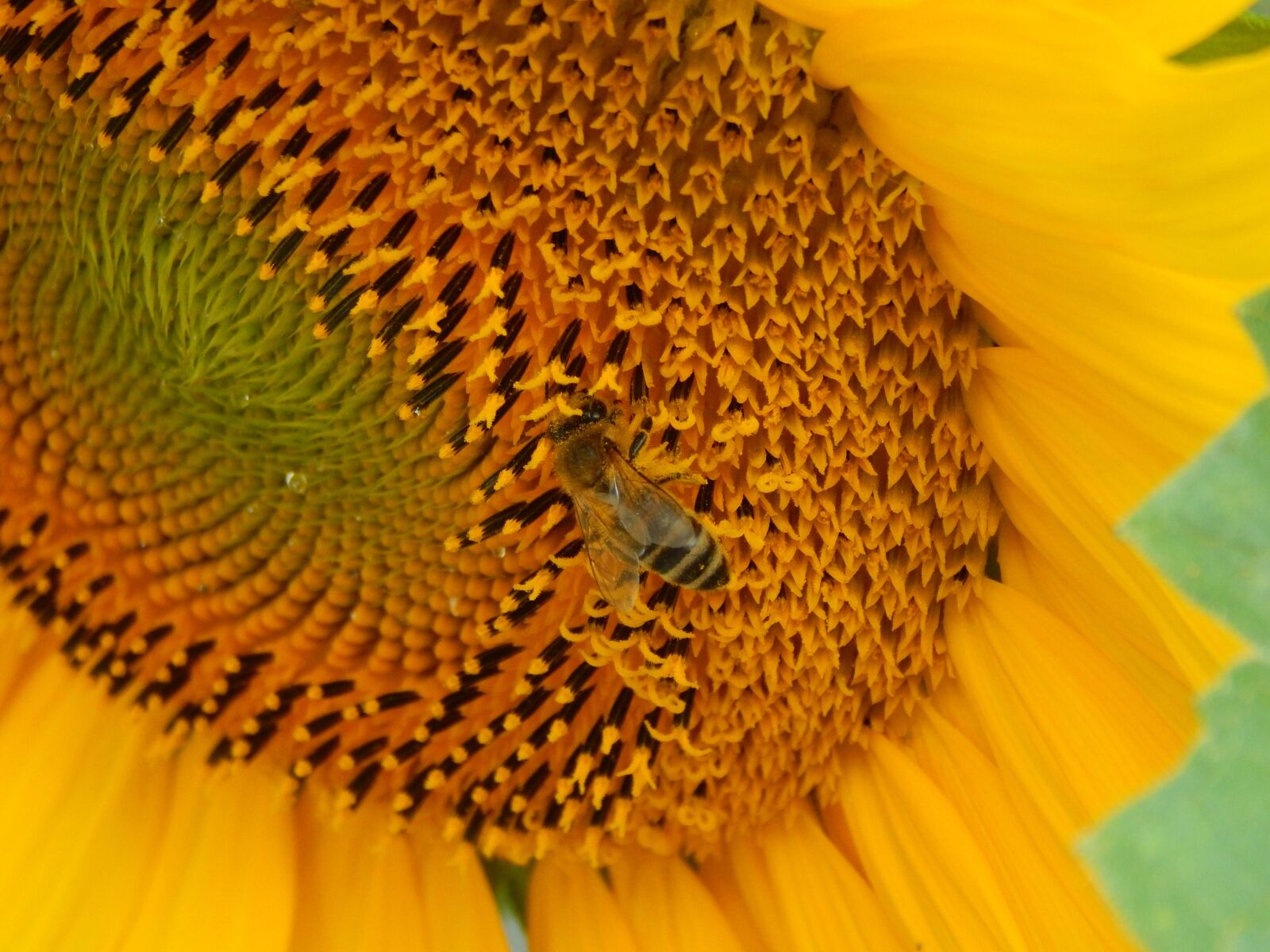 Nikon Coolpix L830 sample photo. Bee, sunflower, macro photography