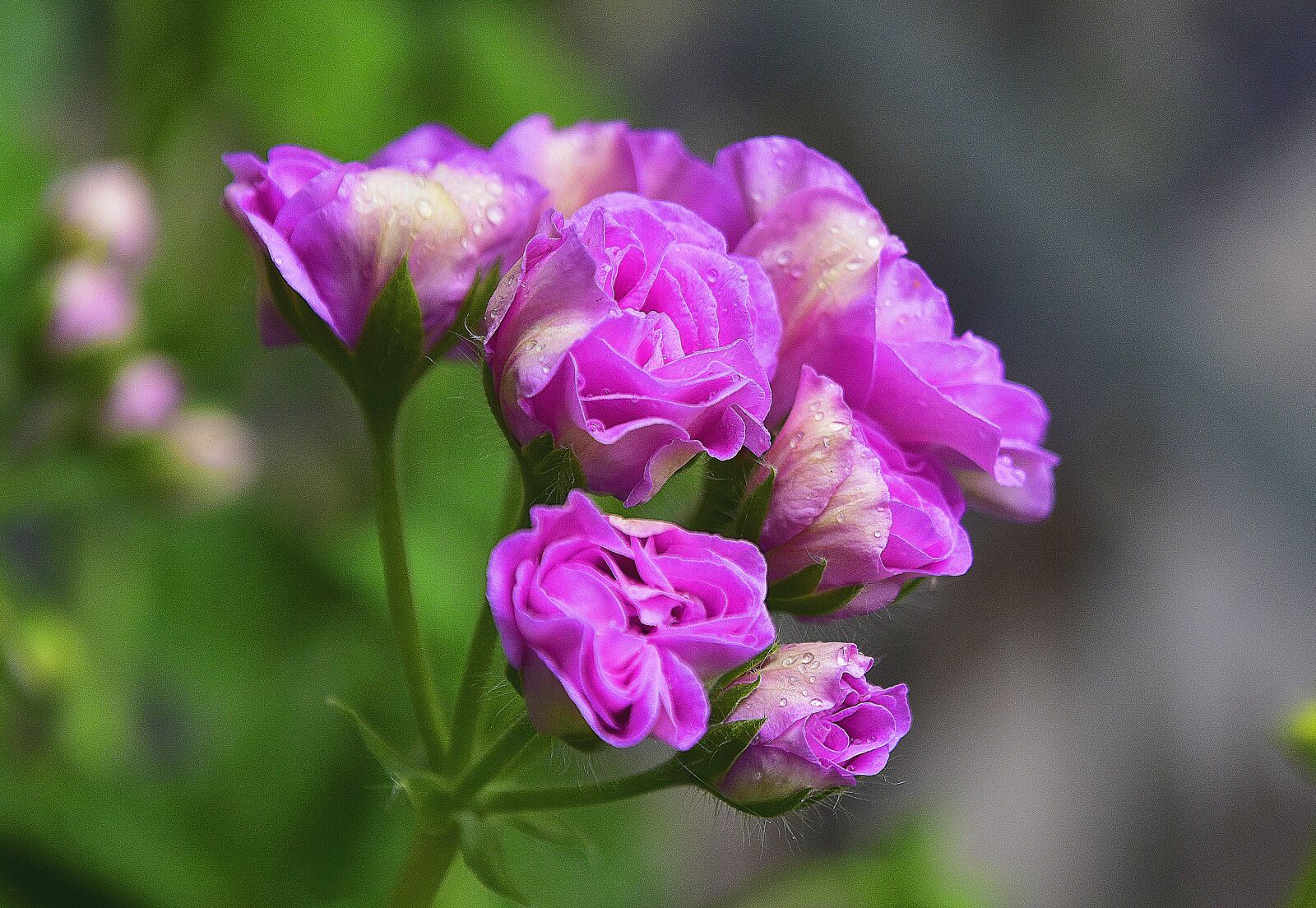 Nikon D7200 sample photo. Flower, garden, plant photography