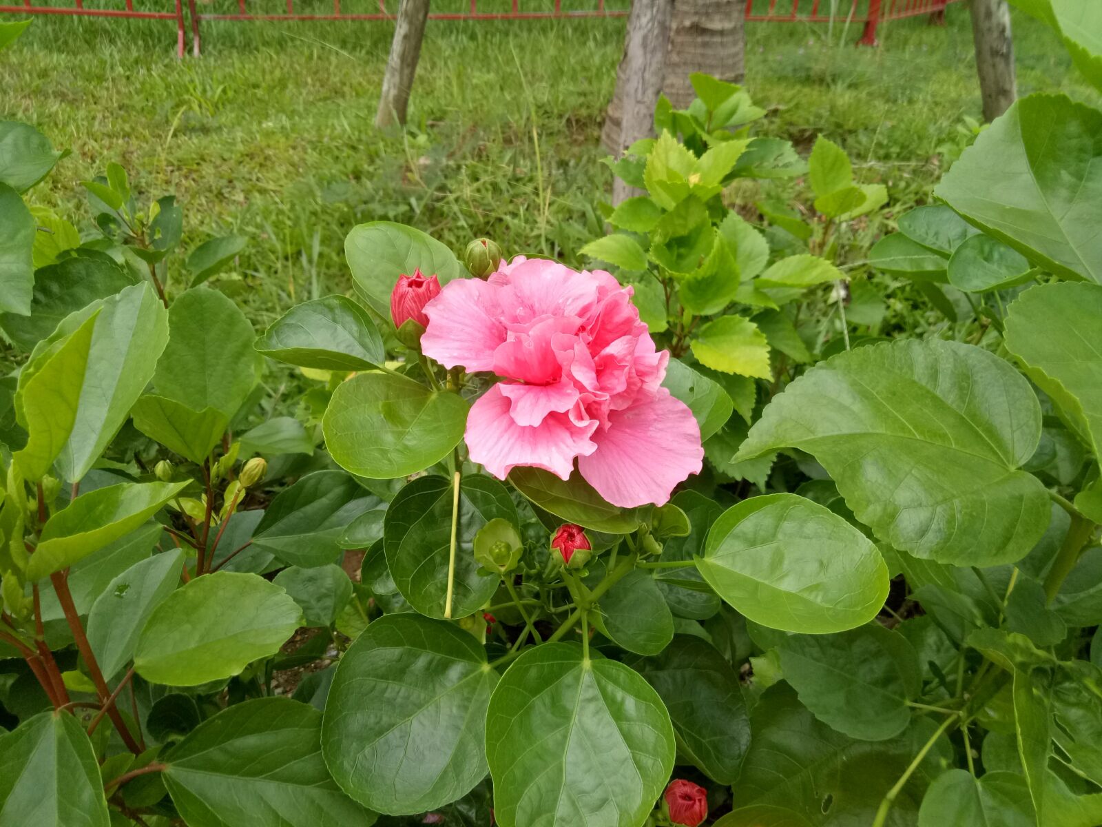 OPPO A1601 sample photo