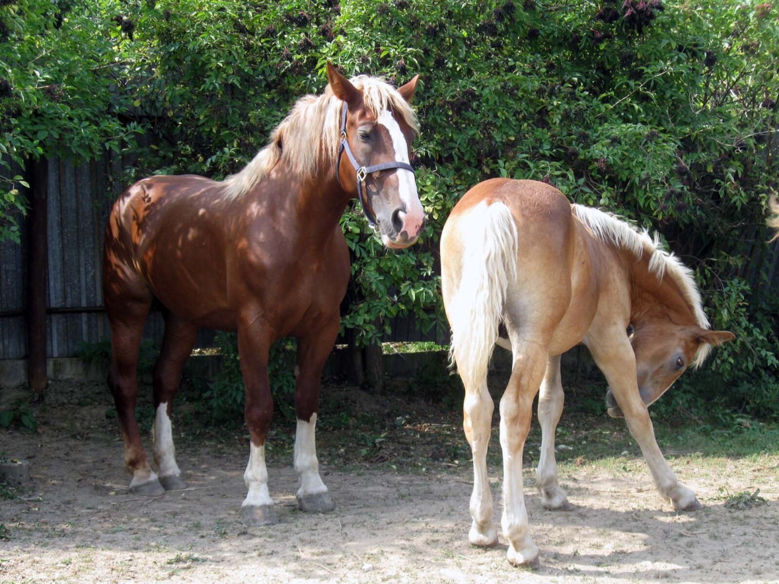 Canon PowerShot A590 IS sample photo. Horse, mare, a foal photography