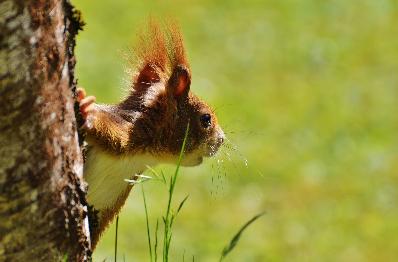 Nikon D3200 sample photo. Squirrel, nager, cute photography
