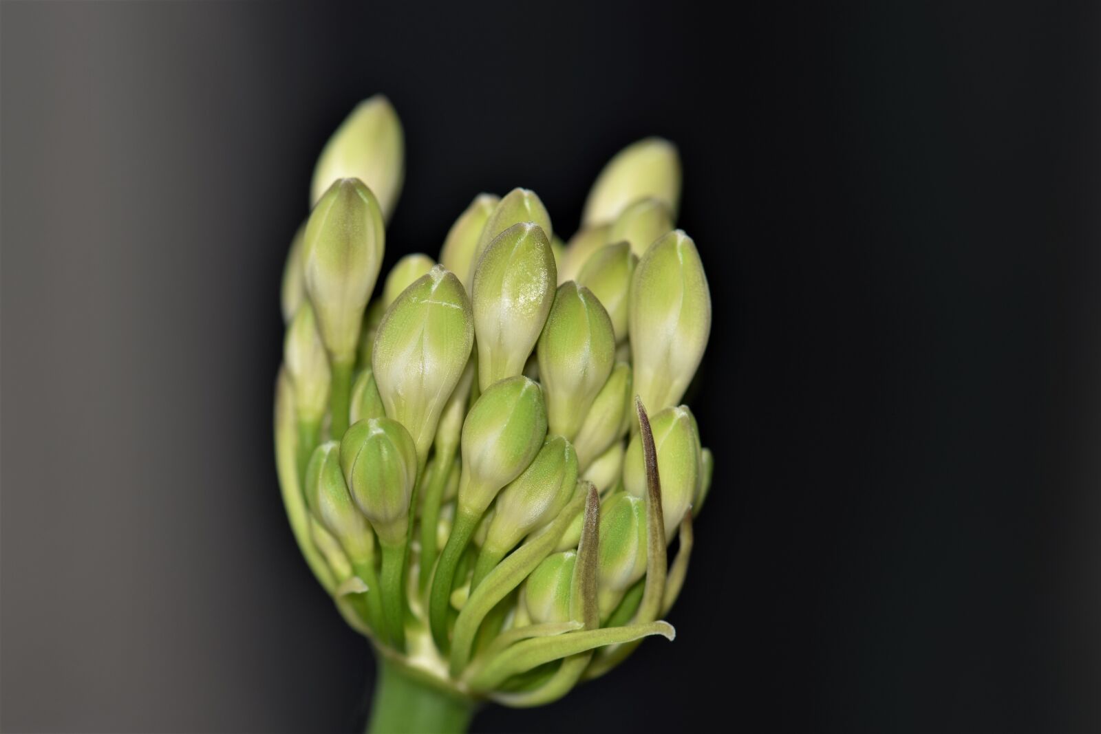 Nikon D5500 sample photo. Agapanthus, flower, blossom photography