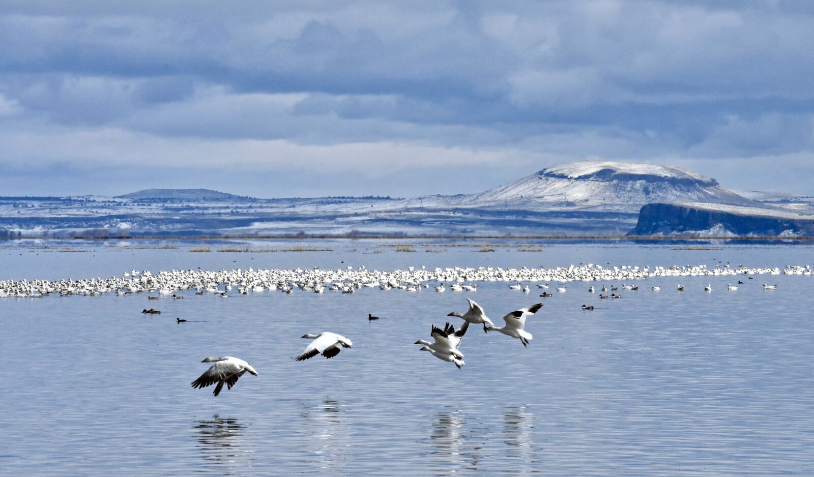 Nikon D7200 sample photo. Goose, snow goose, winter photography