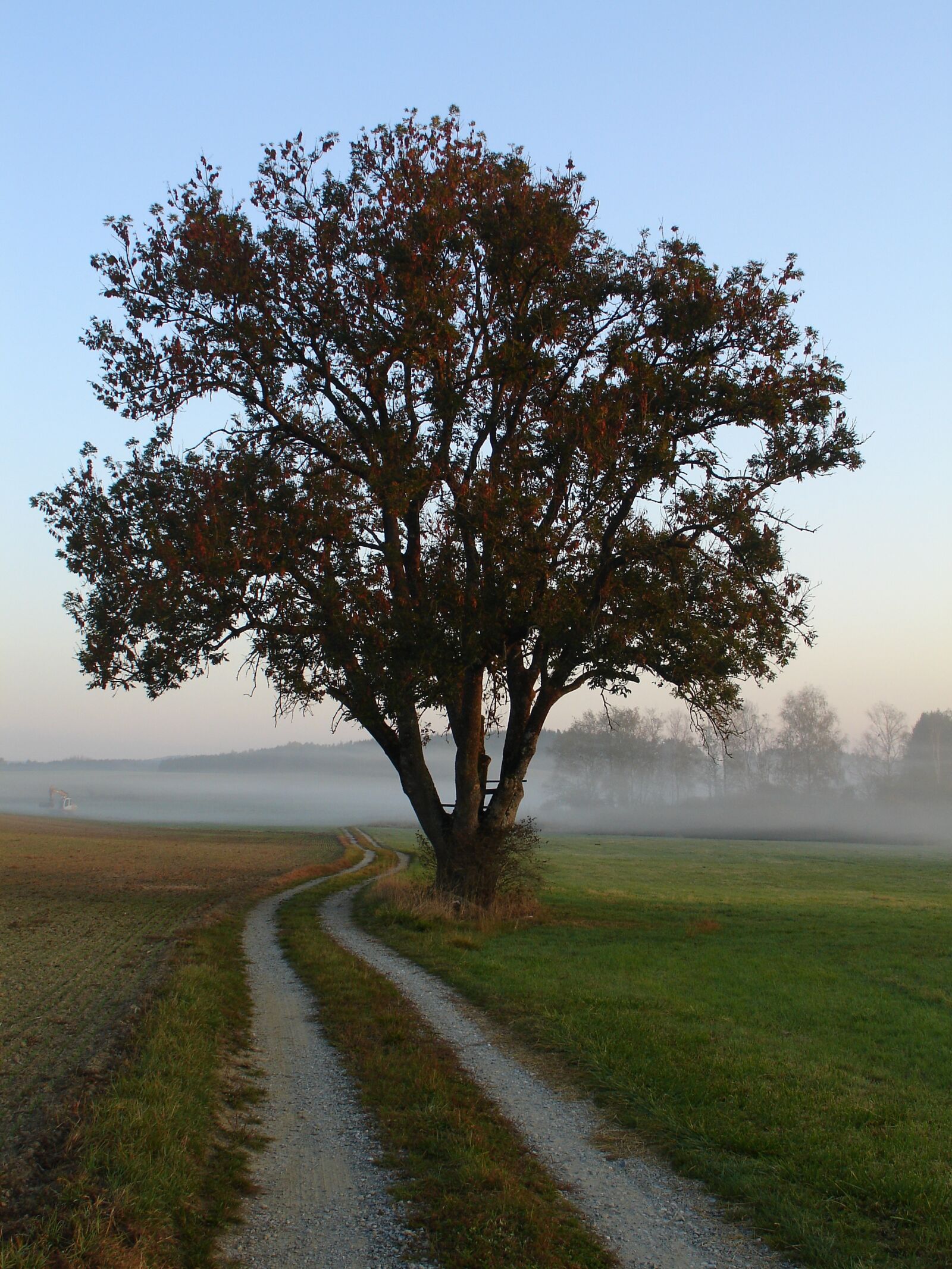 Sony DSC-V3 sample photo. Tree, away, fog photography