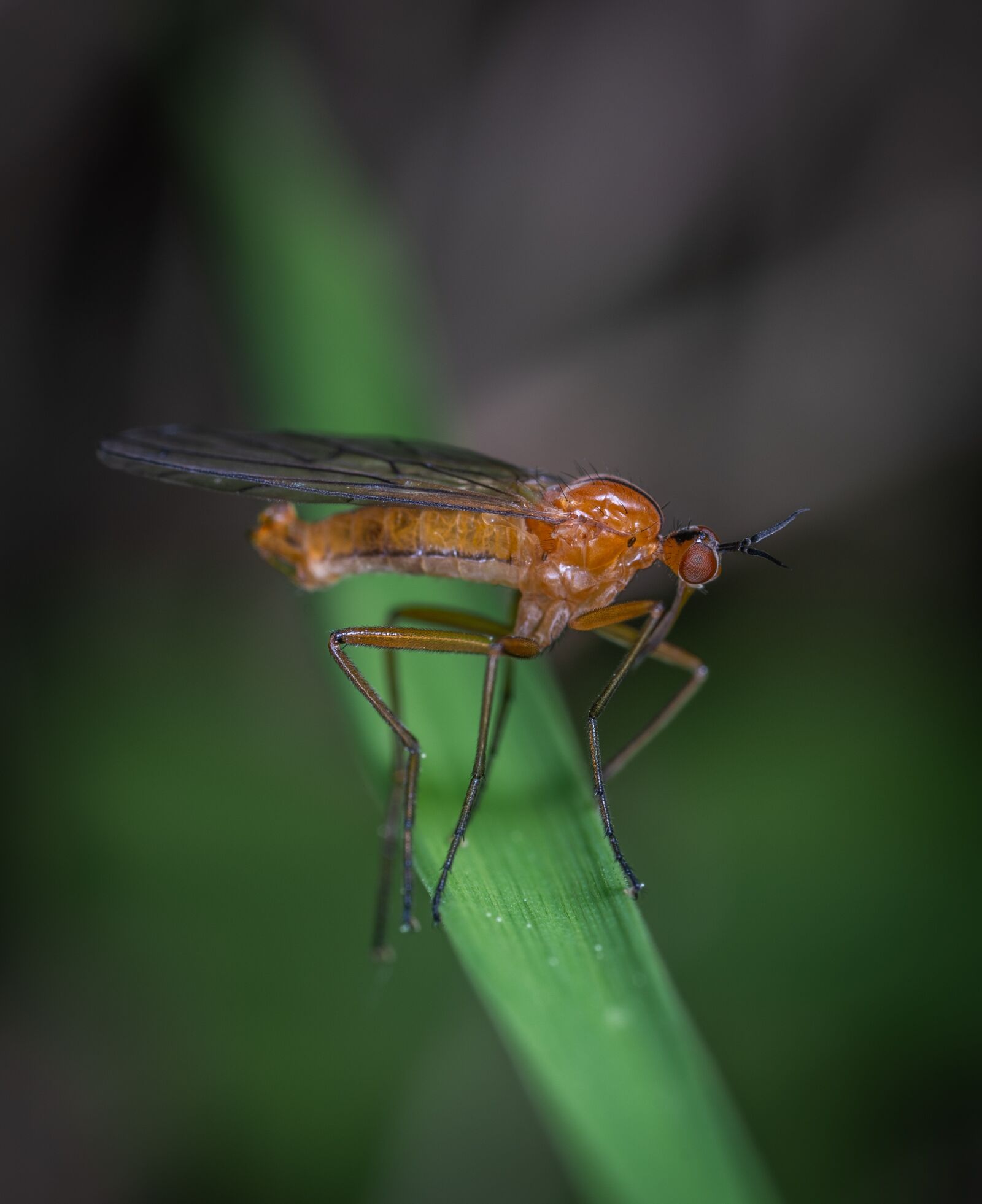 Sony a7R II sample photo. Insect, macro, blade of photography