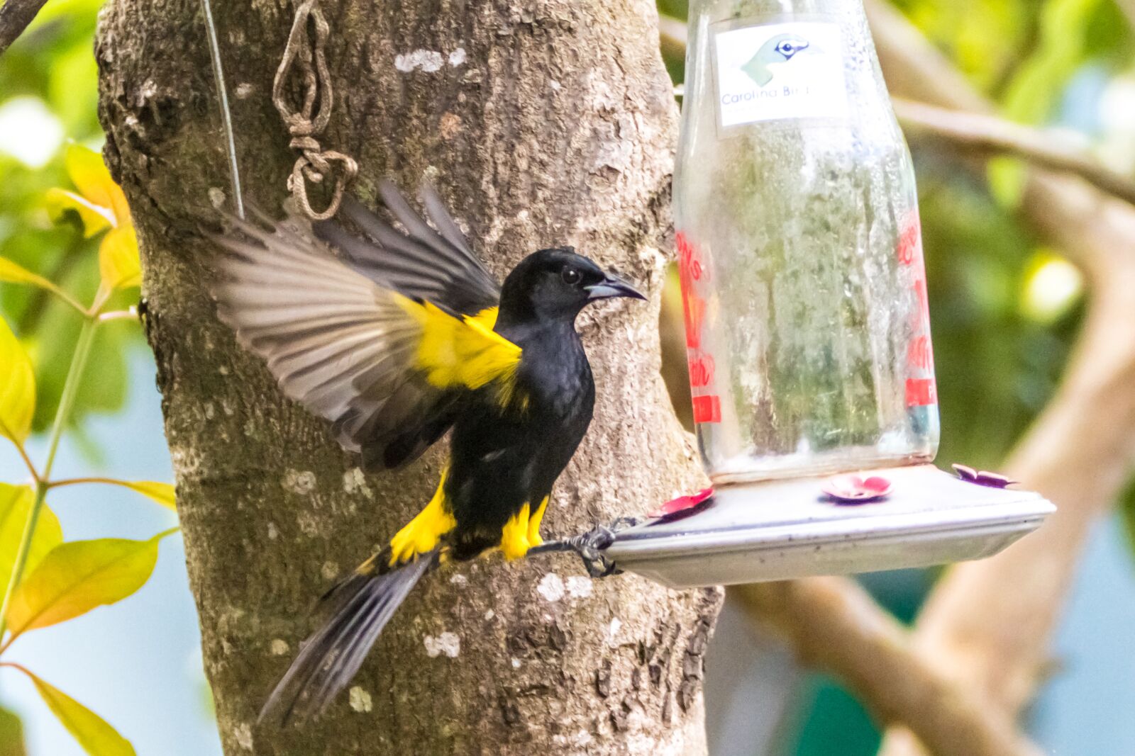 Canon EF 70-200mm F2.8L IS USM sample photo. Cuba, cienaga de zapata photography