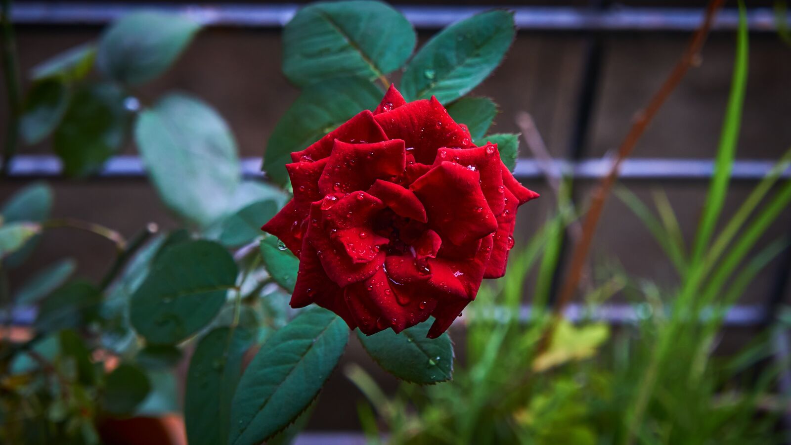 Sony E 18-55mm F3.5-5.6 OSS sample photo. Rose, flower, love photography