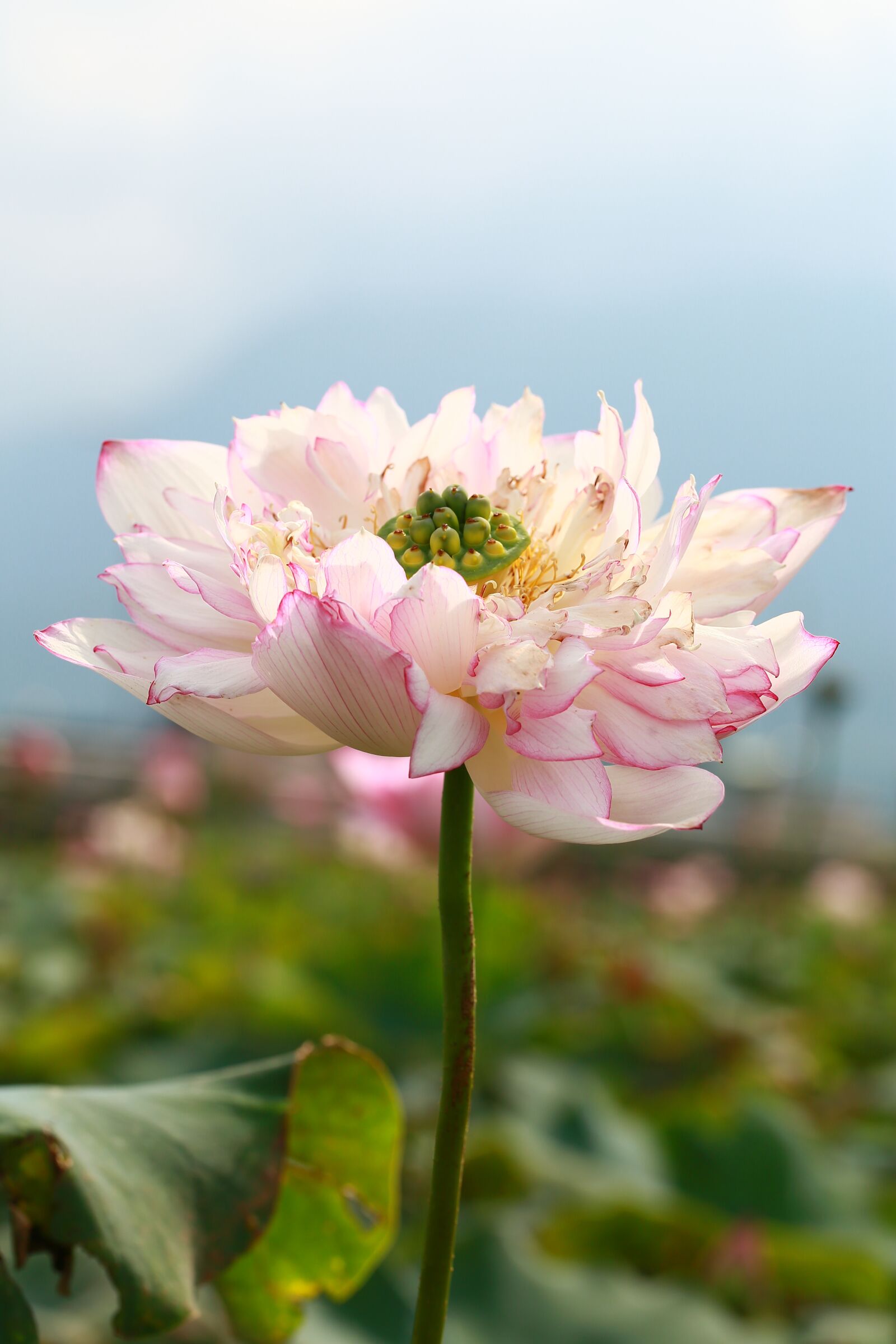 Canon EF 100mm F2.8L Macro IS USM sample photo. Lotus, landscape, plant photography