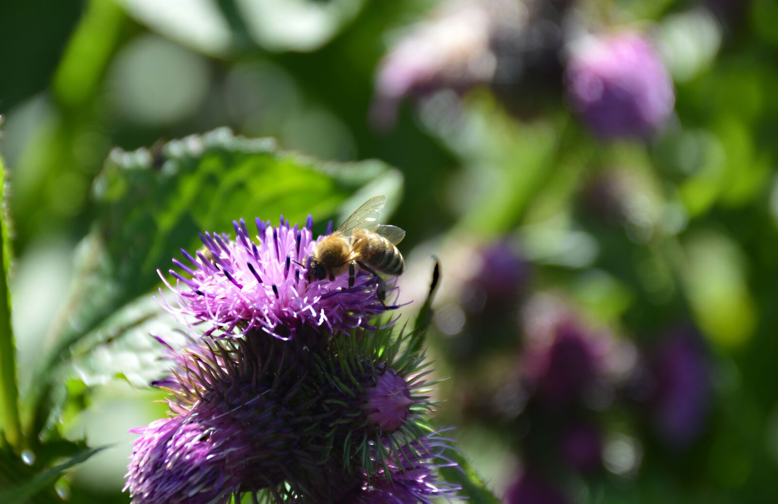 Nikon D3200 sample photo. Bee, diestel, close up photography