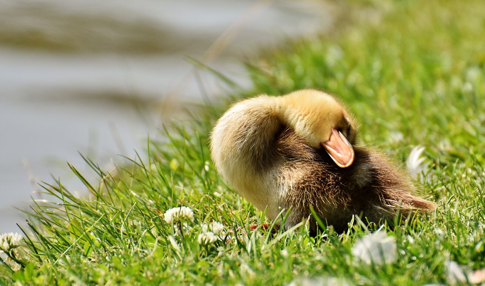 Nikon D7200 sample photo. Chicks, ducklings, sleep photography