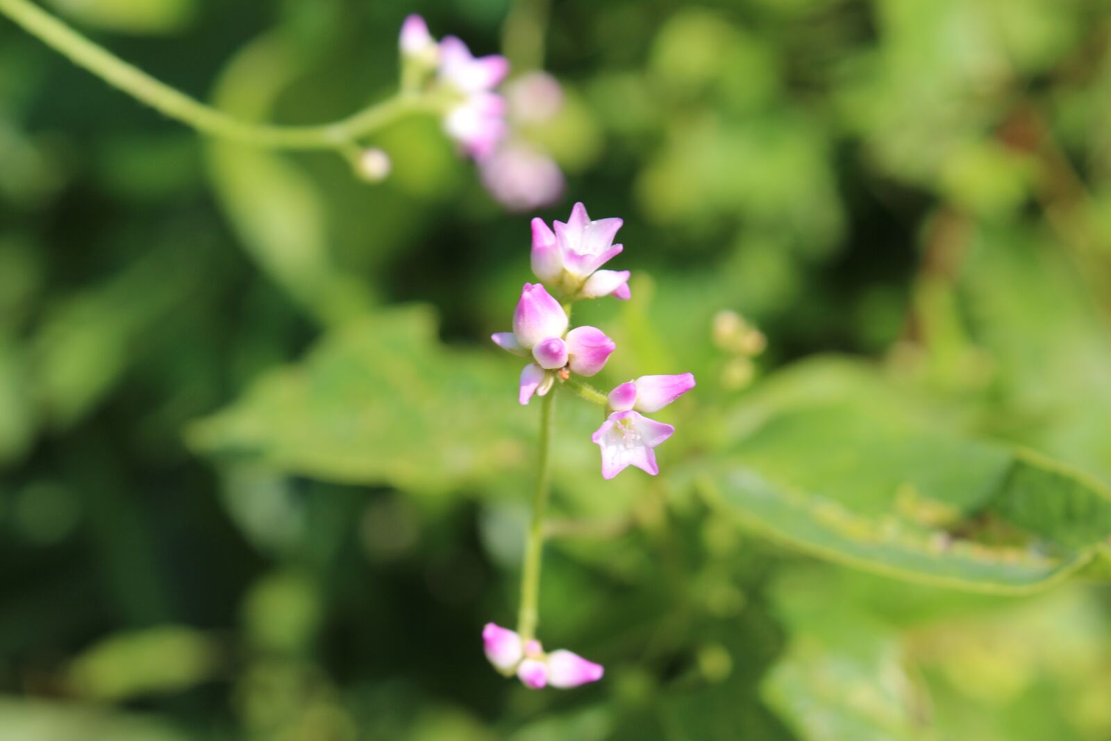 Canon EOS 650D (EOS Rebel T4i / EOS Kiss X6i) sample photo. Flowers, nature, plants photography