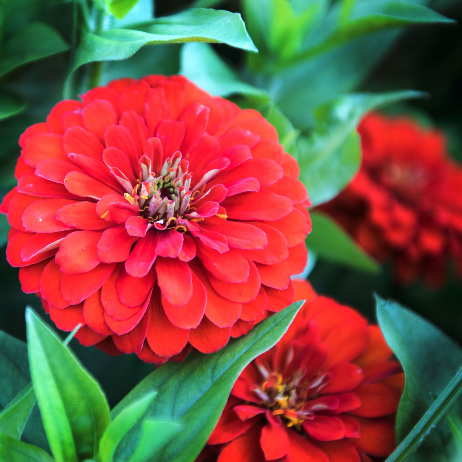 Nikon D810 sample photo. Red, fall, flowers photography