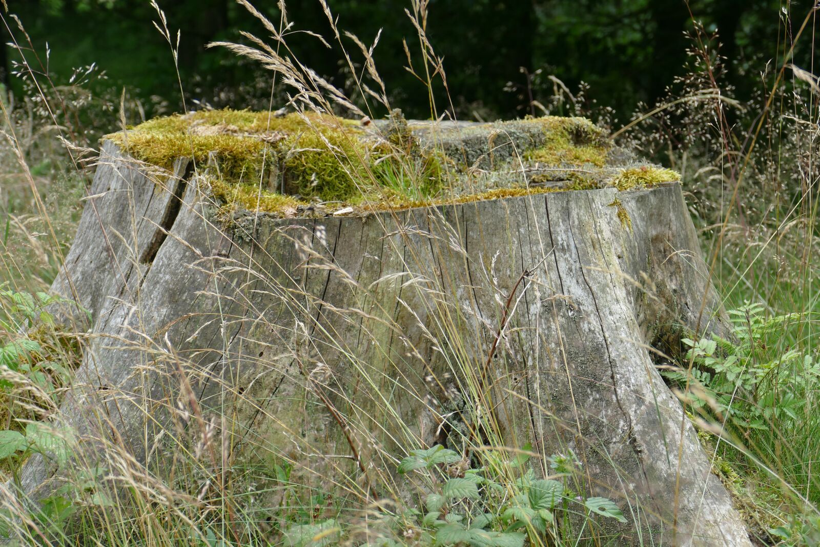 Panasonic Lumix DMC-FZ1000 sample photo. Tree stump, nature, forest photography