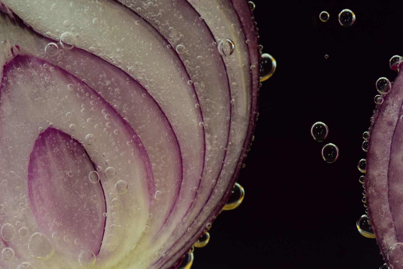 Nikon D3300 sample photo. Onion, red onion, raw photography