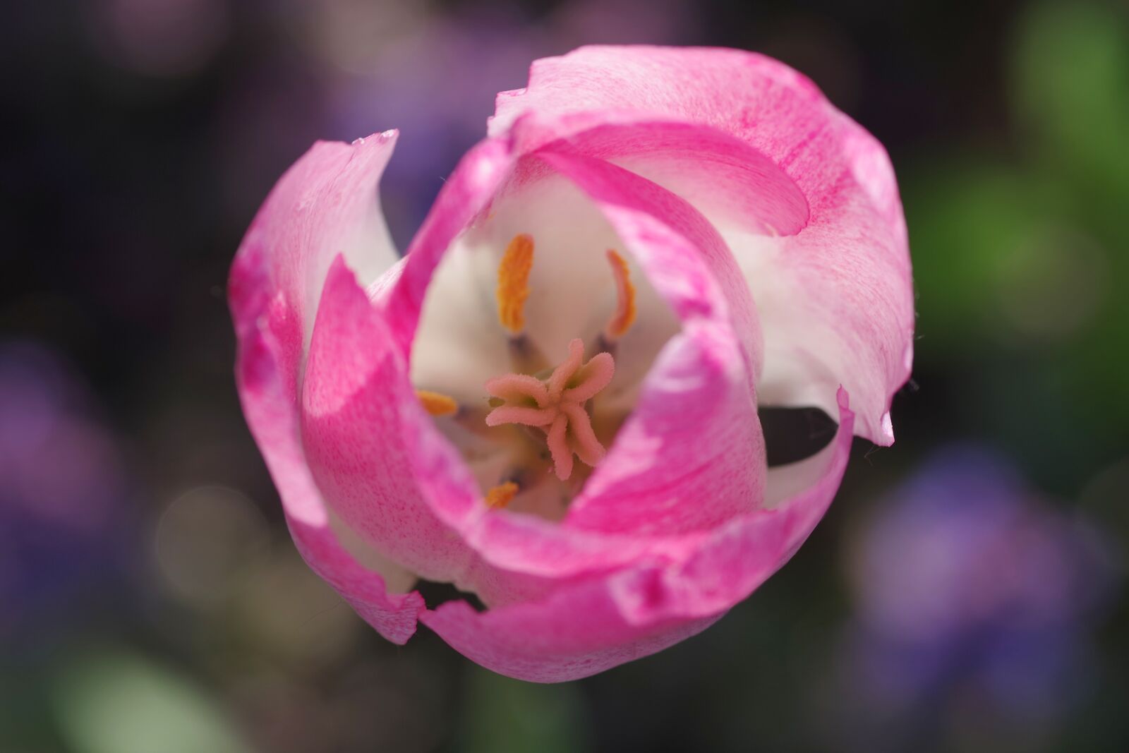 Pentax K-S2 sample photo. Tulip, cup, the interior photography