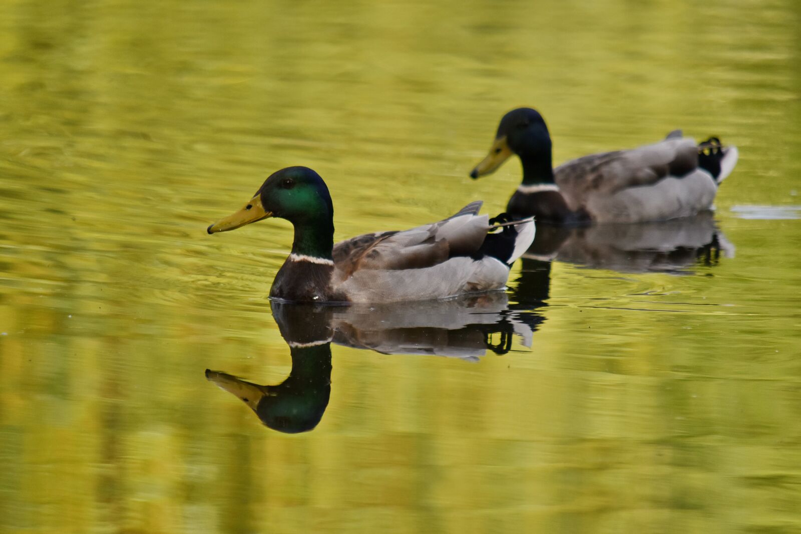Nikon D5500 sample photo. Wildlife, pool, lake, duck photography