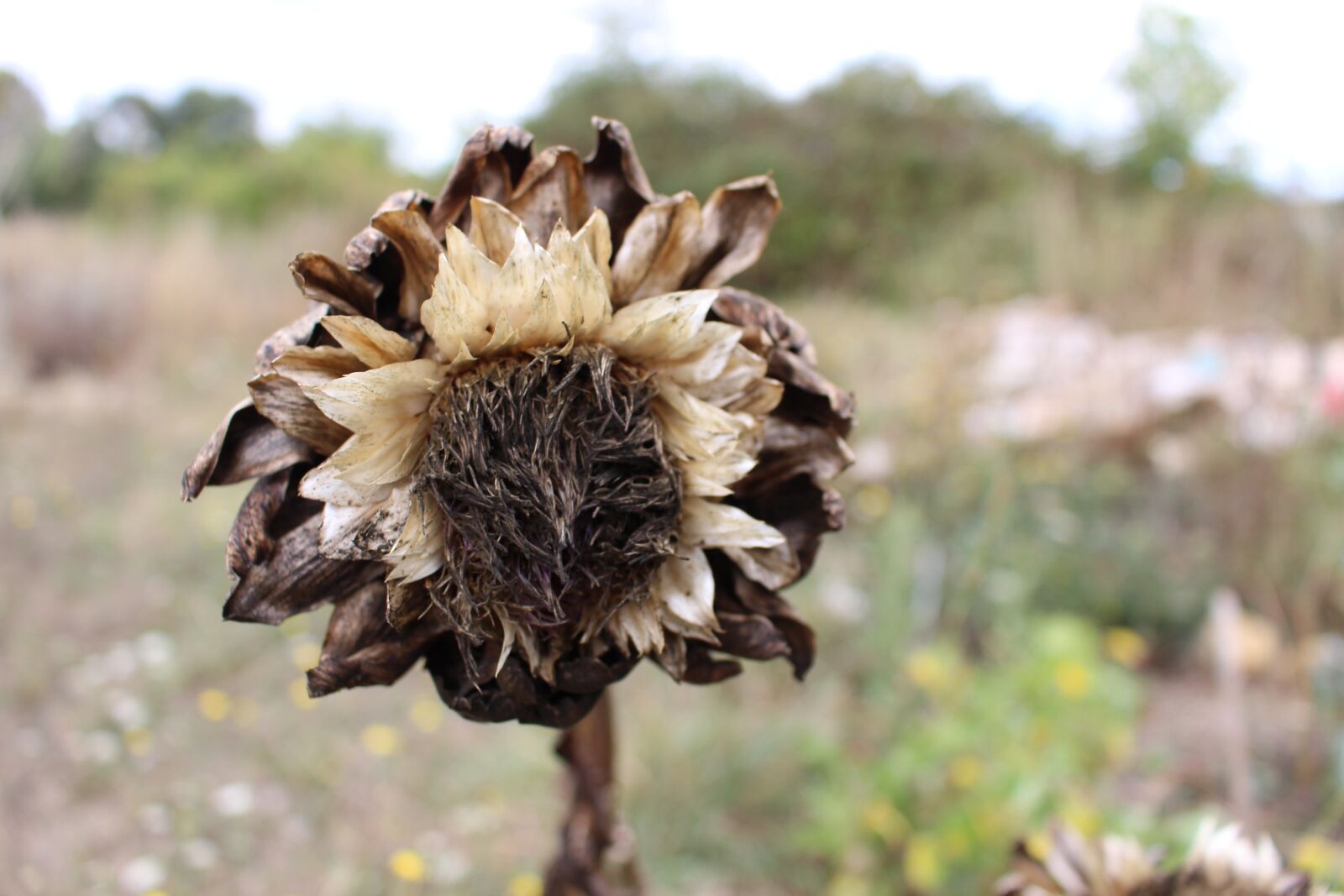 Canon EOS 700D (EOS Rebel T5i / EOS Kiss X7i) sample photo. Artichoke, faded, dried photography