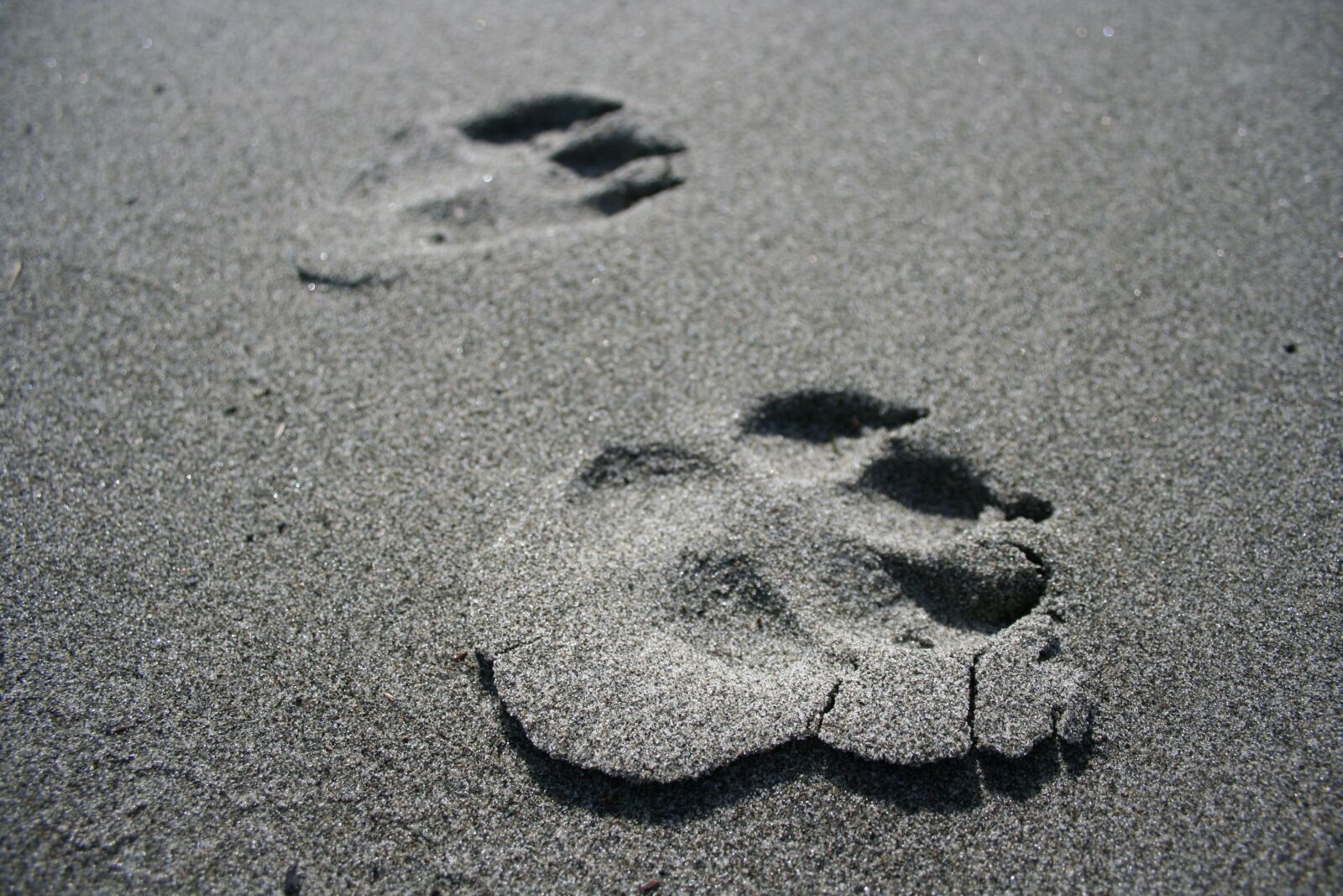 Canon EOS 350D (EOS Digital Rebel XT / EOS Kiss Digital N) sample photo. Dog prints, paw prints photography