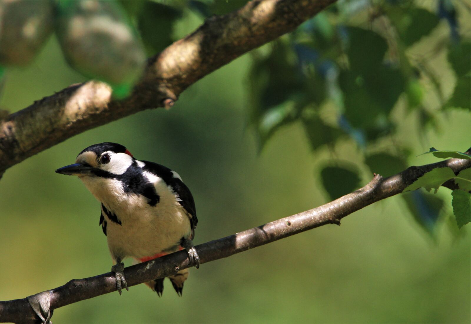 Canon EOS 7D sample photo. Great spotted woodpecker, branch photography