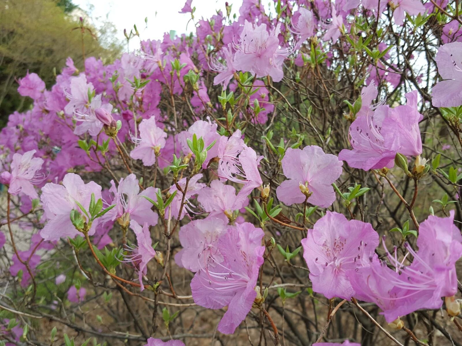 Samsung Galaxy Note5 sample photo. Flowers, nature, plants photography