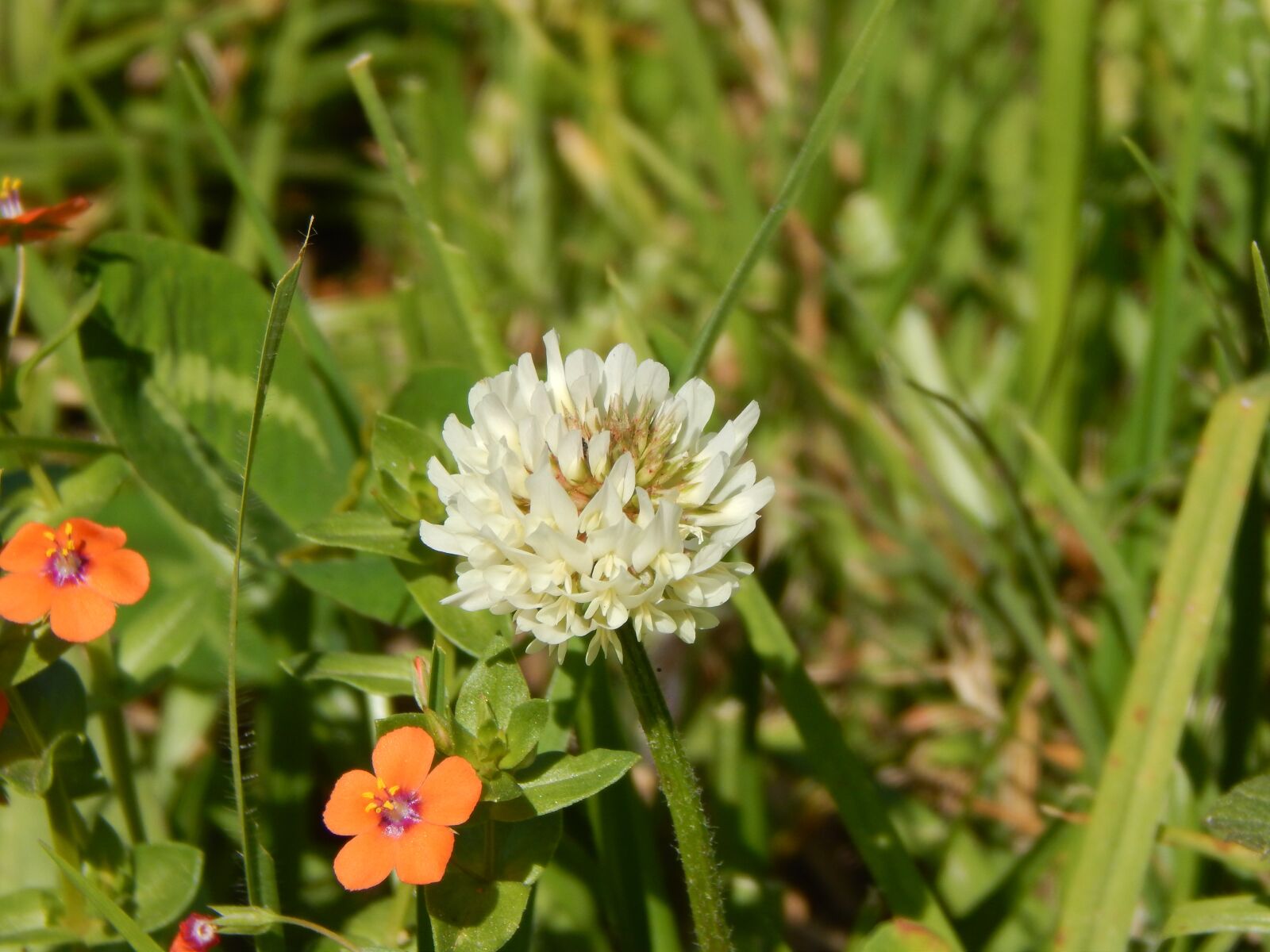Nikon Coolpix L820 sample photo. Clover, white, flowers photography