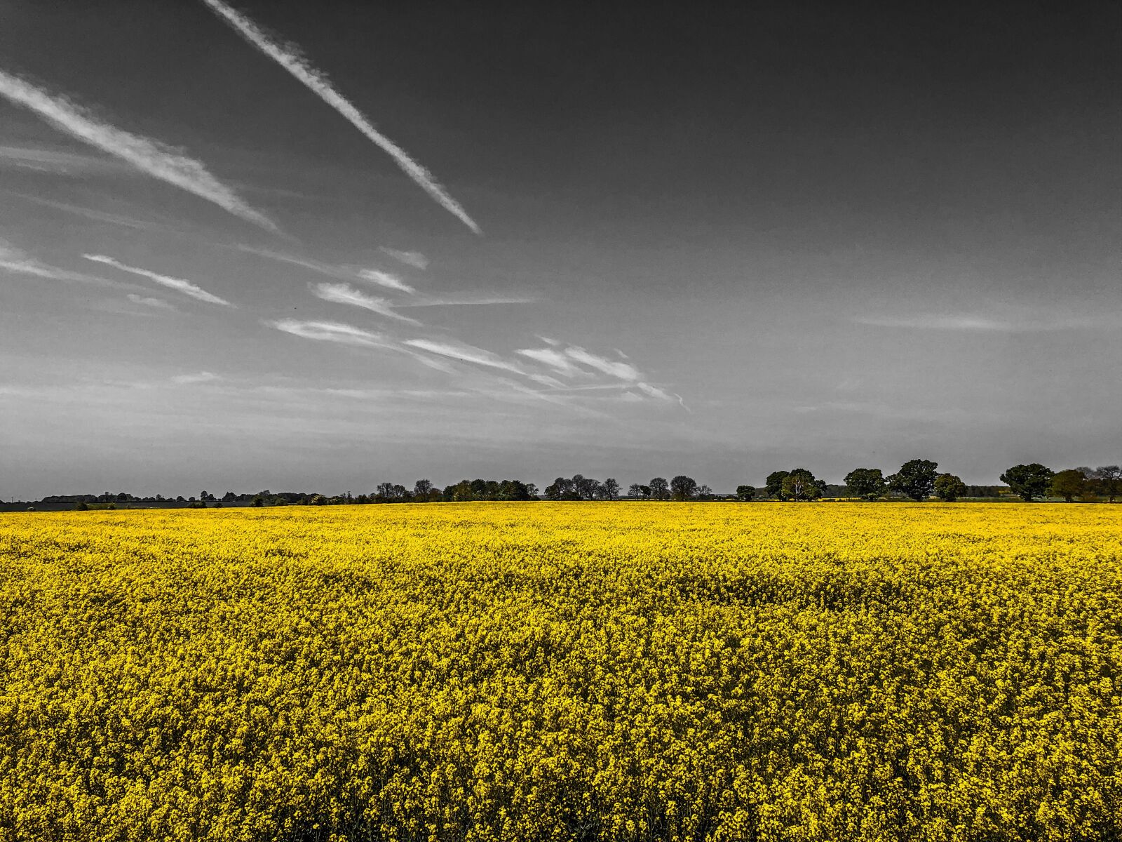 iPhone 8 Plus back dual camera 3.99mm f/1.8 sample photo. Rapeseed, cotswolds, flowers photography