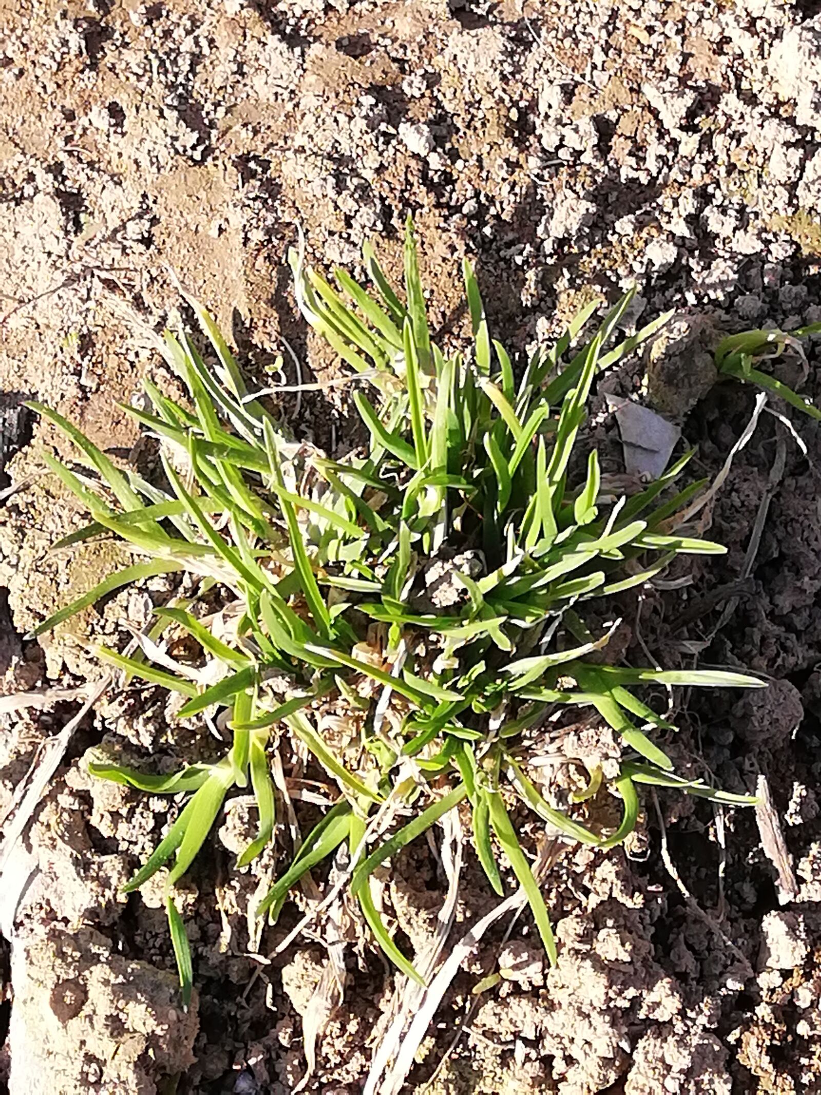 HUAWEI P20 lite sample photo. Grass, land, green photography