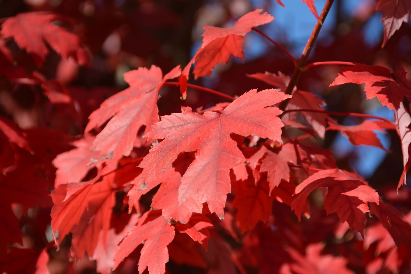 Nikon D7100 sample photo. Fall, red leaves, autumn photography