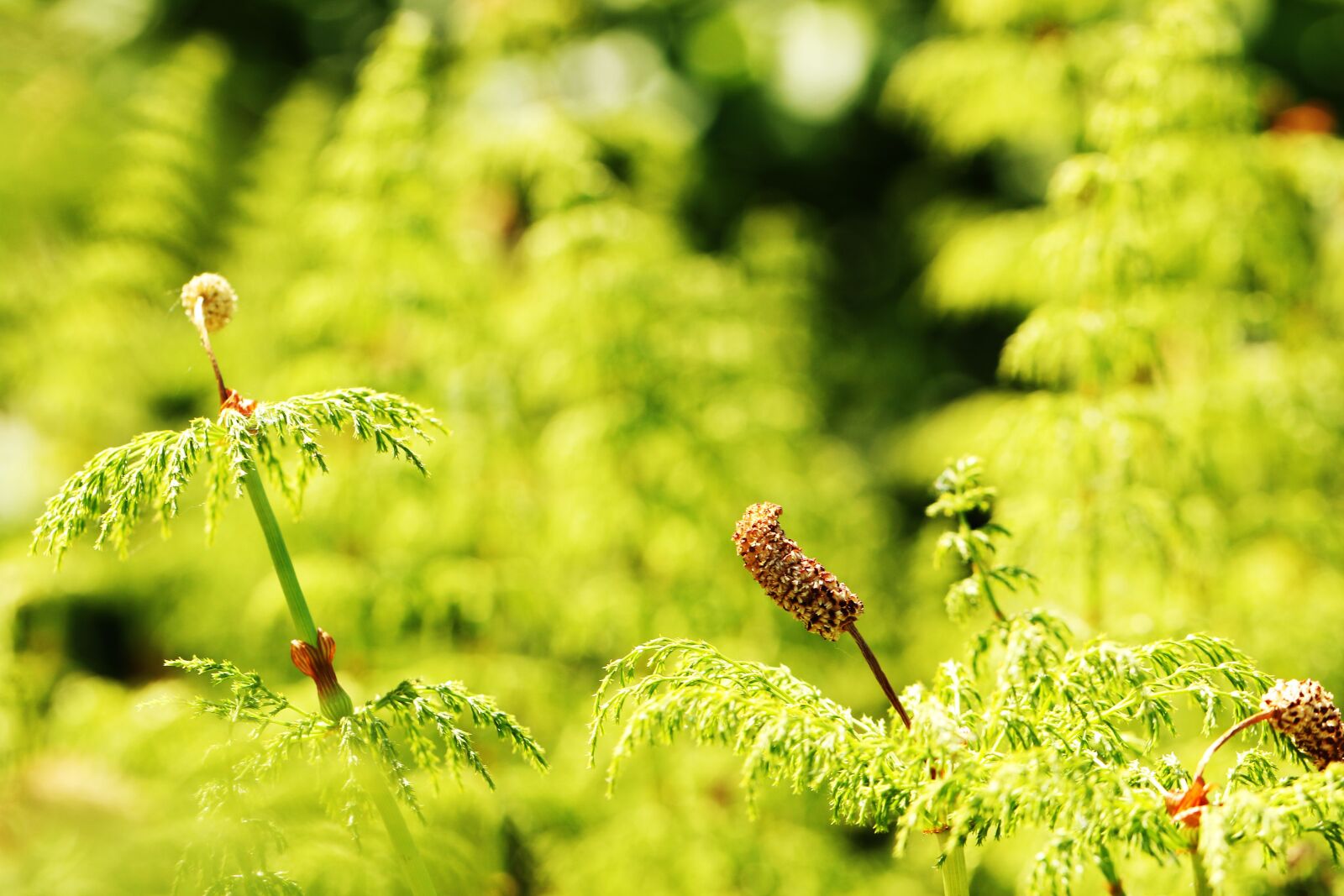 Canon EOS 7D Mark II sample photo. Growth, nature, plant photography