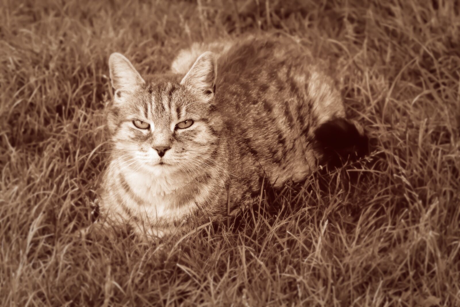 Nikon D7200 sample photo. Cat, enjoy, domestic cat photography