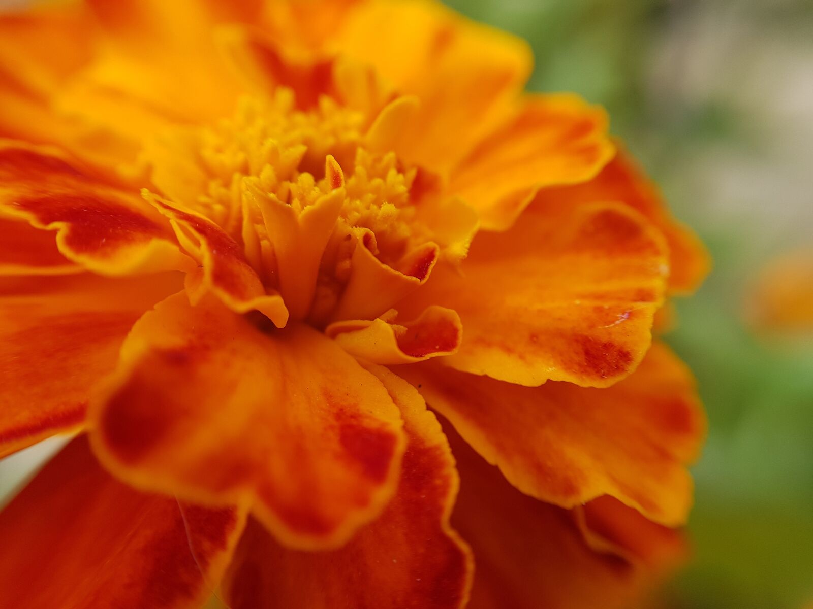 Samsung Galaxy S8 sample photo. Flower, orange, nature photography