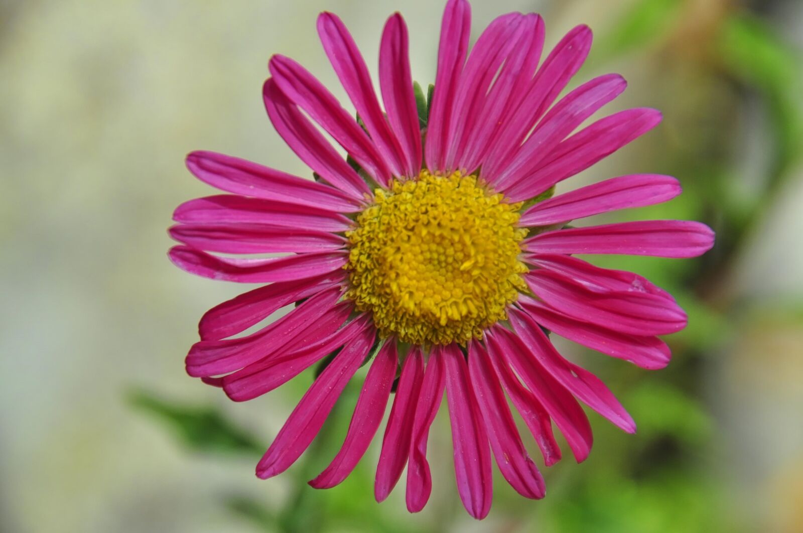 Nikon D5000 sample photo. Pink daisy, bloom, flower photography