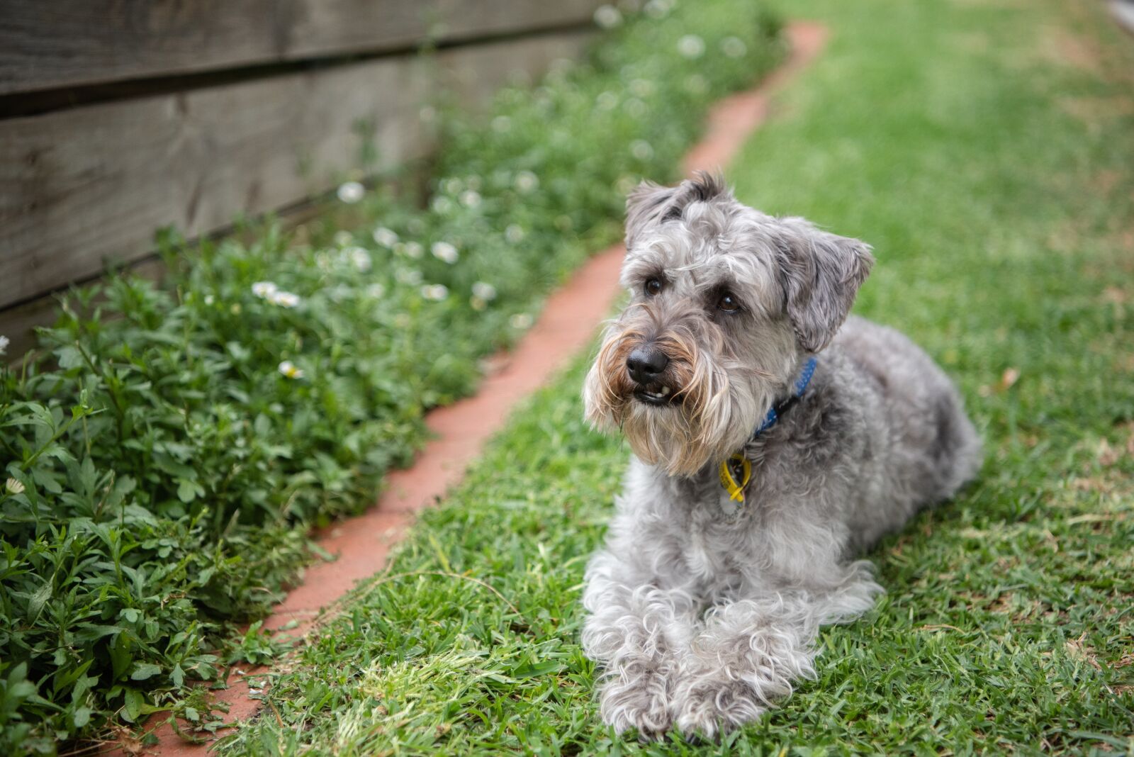 Nikon D750 sample photo. Dog, pet, schnoodle photography