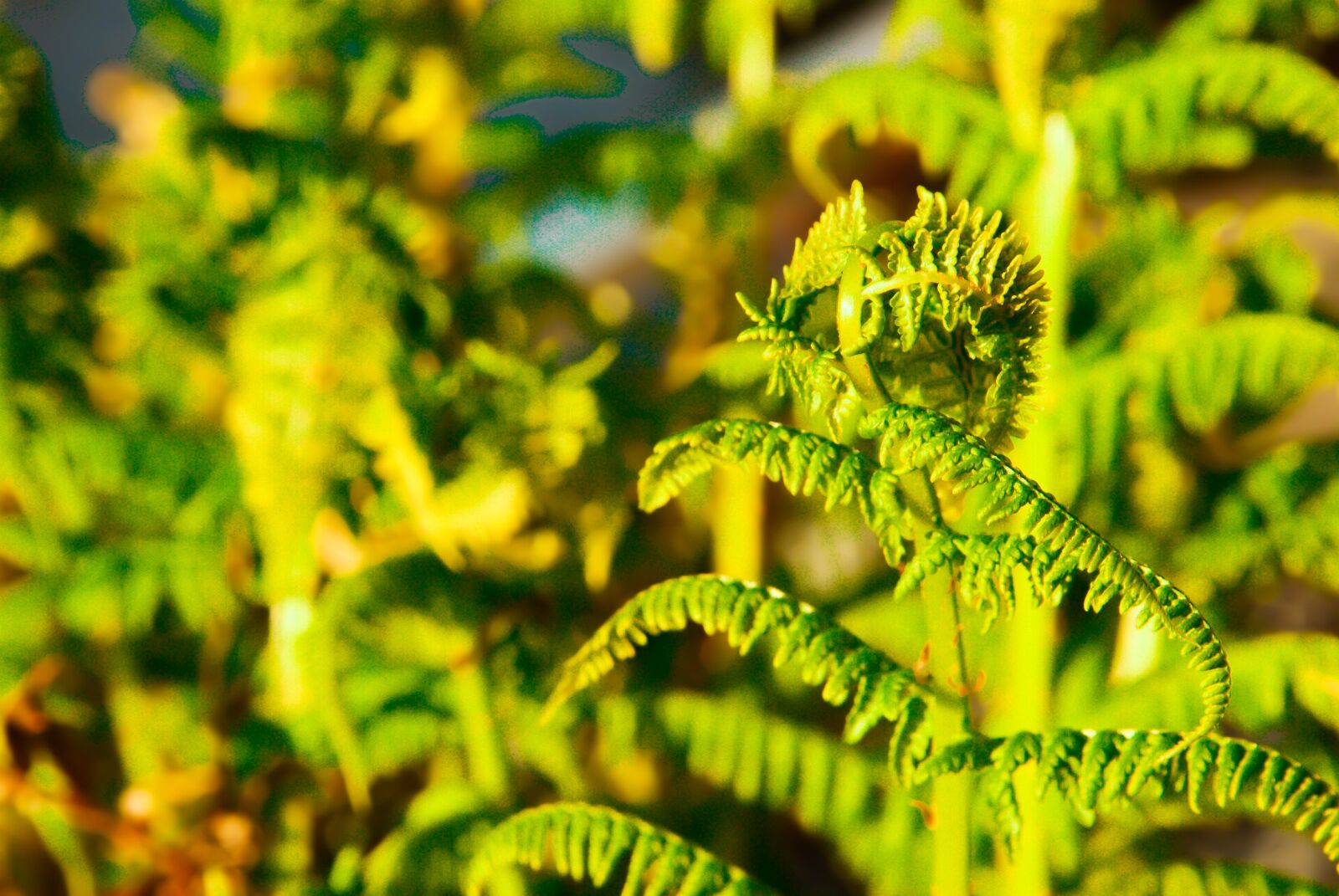 Sony Alpha DSLR-A200 sample photo. Green, plant, nature photography