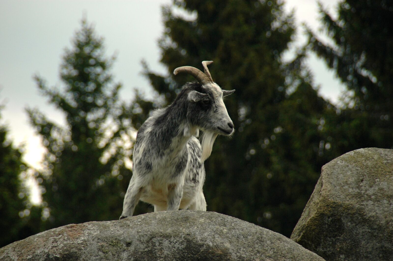 Nikon D70s sample photo. Rock, stones, mountain goat photography