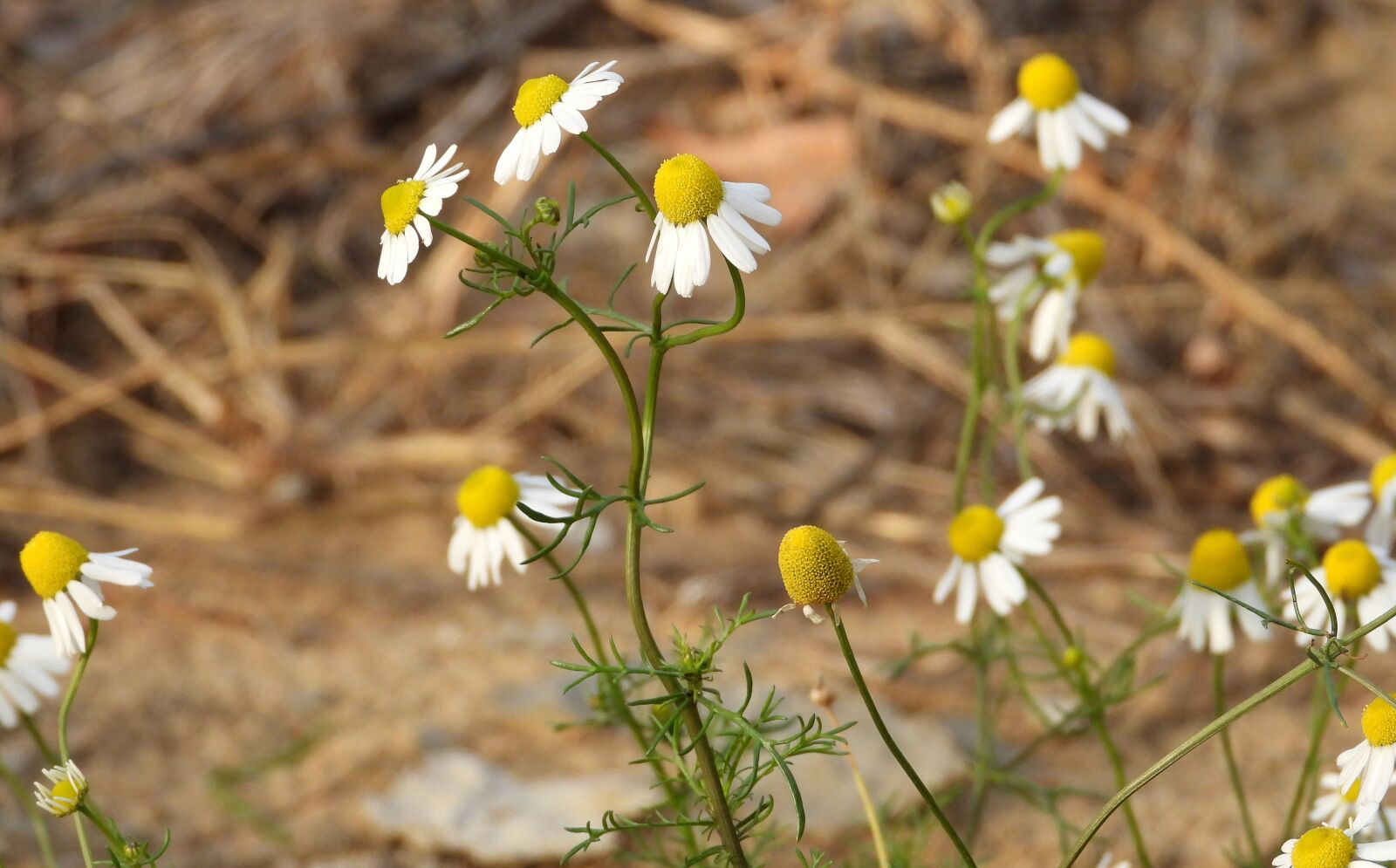 Nikon Coolpix P1000 sample photo. Chamomile flowers, chamomile, plant photography