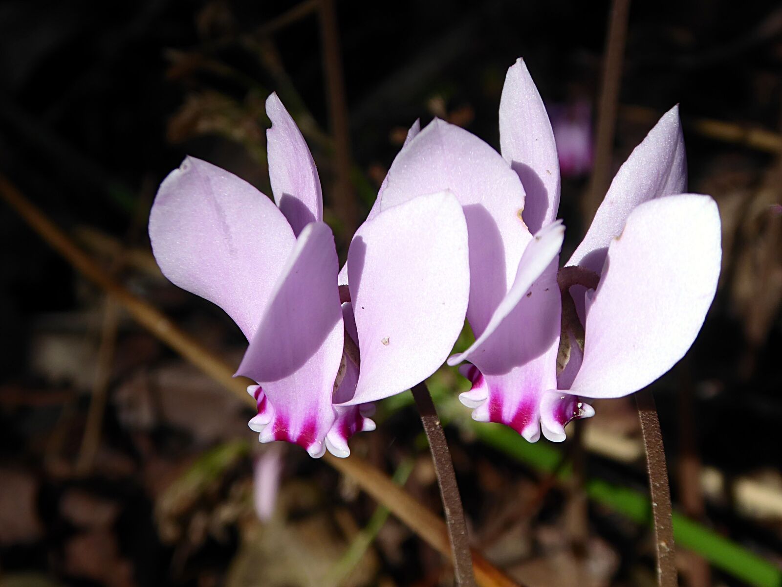 Panasonic Lumix DMC-ZS50 (Lumix DMC-TZ70) sample photo. Cyclamen, flower, pink photography