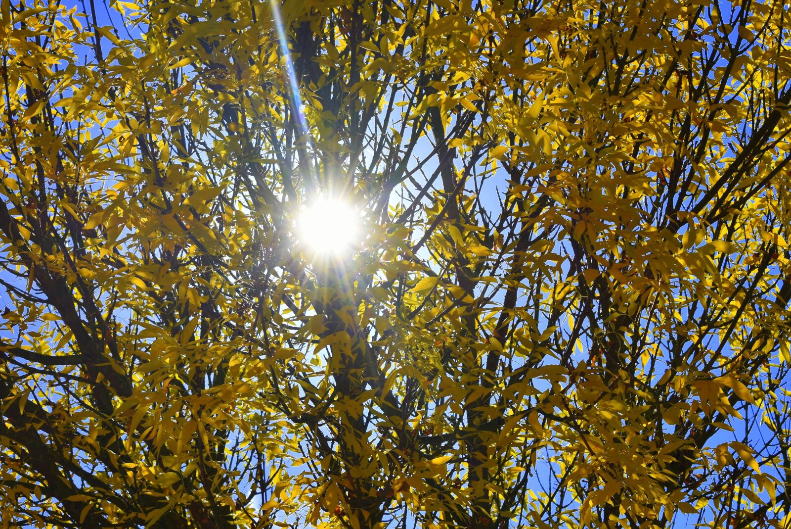 Nikon D7200 sample photo. Autumn, yellow, sun photography