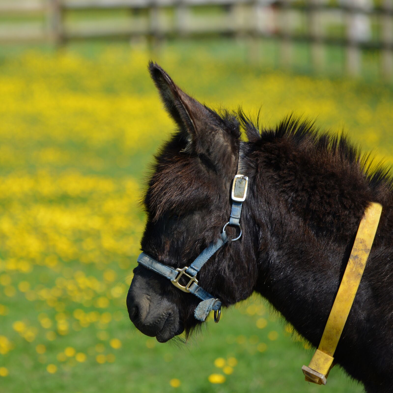 Nikon D5200 sample photo. Donkey, mule, animal photography