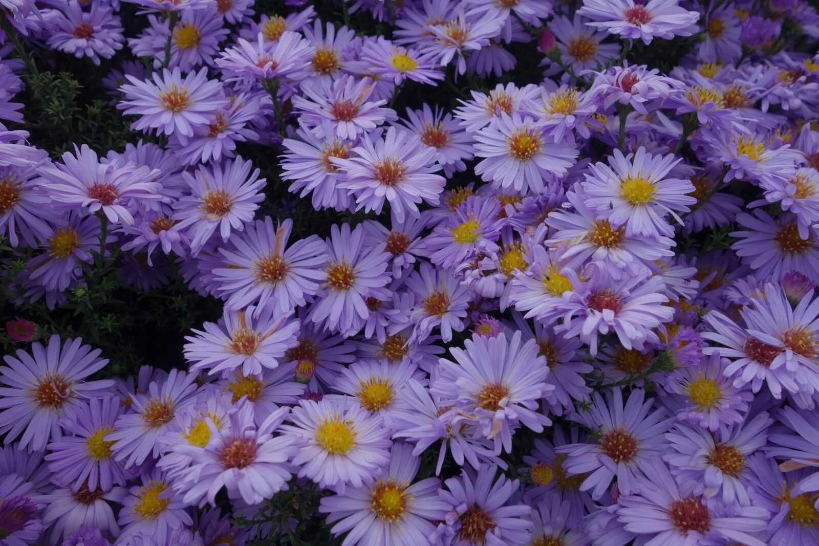 Sony Cyber-shot DSC-RX100 sample photo. Asters, purple, plant photography